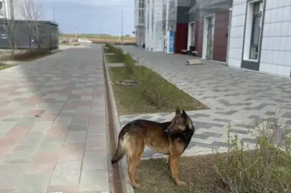 Собака найдена около ЖК Десна, ищем владельца!