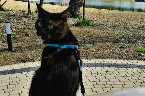 Пропала кошка Тигр на ул. Чайковского, 115, Курганинск