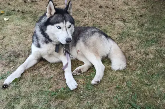 Собака-хаски пропала в Лохино, Сколковский квартал, Московская область