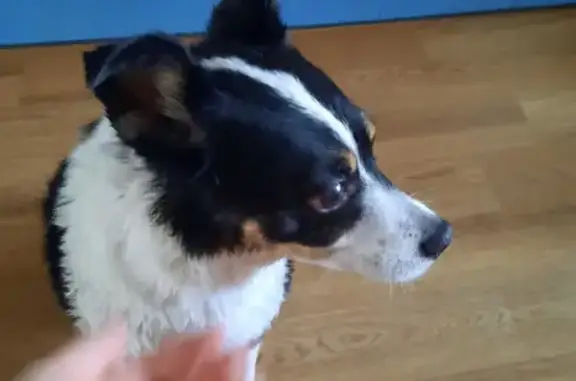 Найдена собака на Набережной, Рост 41 см, слабая и ласковая