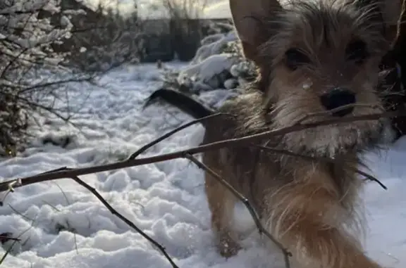 Пропала собака Кобель в Успенском селе