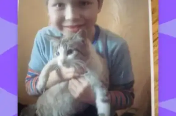 Пропала кошка Бусик на Советской, Слободской (тел. 89195235176)