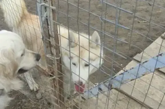 Собака хаски найдена в ЖК Домодедово Парк