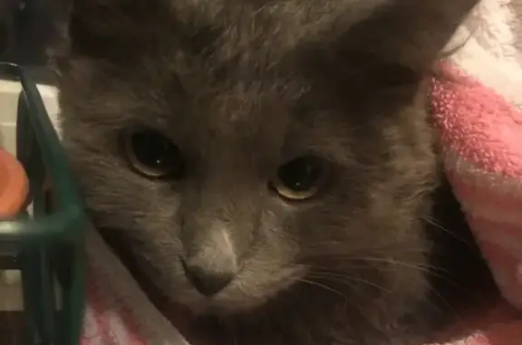 Найден серый котик на Минусинской, ищем хозяина