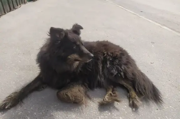 Найдена пушистая собака возле остановки Солнечная, Рязань