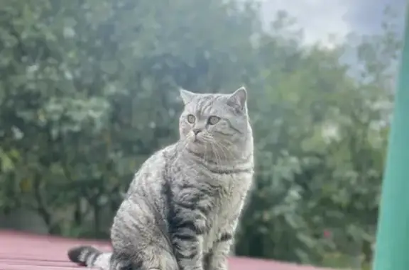 Пропала кошка шотландец в Обнинске 29К-007
