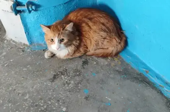 Найден рыже-белый котенок на ул. Доватора, 20А