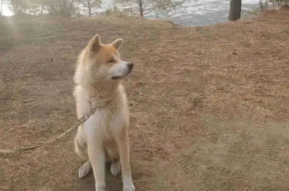 Пропала собака Юки на Зелёной ул. в Абакане
