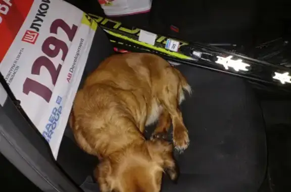 Пропала собака в Дурнихе, Московская область - вознаграждение!