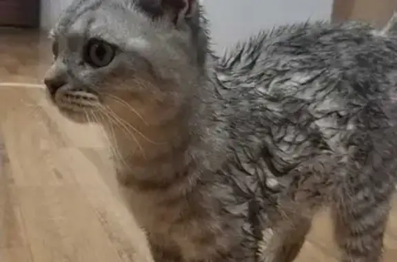 Найдена кошка Котёнка на Дубравной улице, 31 в Казани