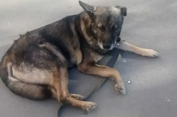 Пропала собака на улице Фадеева, 66, Новосибирск