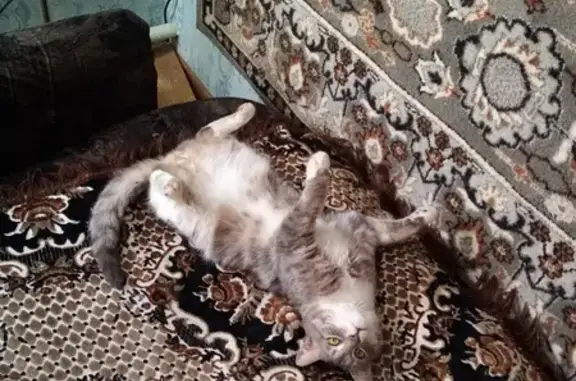 Пропала кошка на ул. Макарова, 32 в Тюмени.