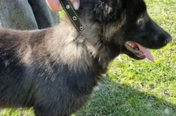 Найдена собака: чёрный кобель на ул. Димитрова, Брянск
