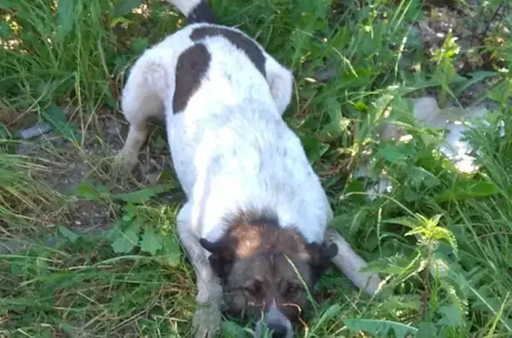 Пропала собака Кабель в Федосьино