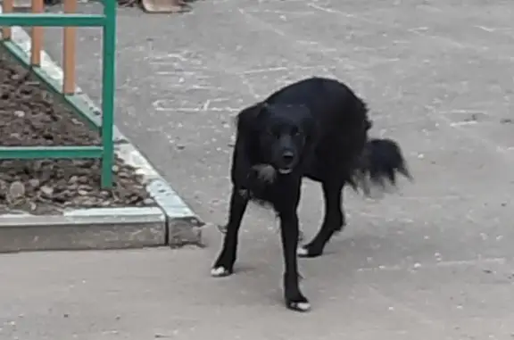 Найдена собака Кобель на ул. Суворова, 3А, Владимир