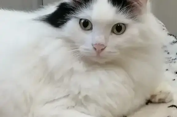 Кошки потеряшки, Киров, фото: Потеряшка кошка Белочка на ул. Кочкиной, 12