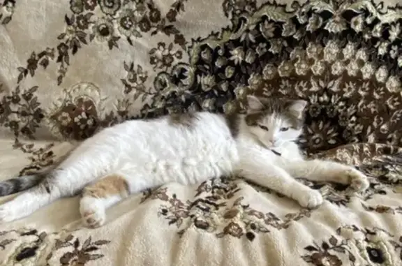 Найдена кошка на пр. Космонавтов, 5 в Первоуральске