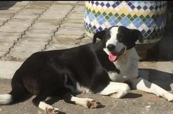 Пропала чёрно-белая собака в Комсомольске-на-Амуре