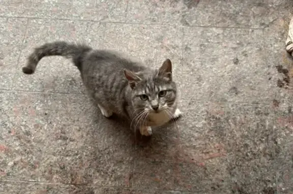 Потерянная кошка на Лесной улице, 2 в Бронницах