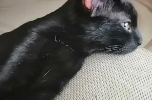 Кошки потеряшки, Смоленск, фото: Потеряшка кошка Тося на ул. Попова, 18 в Смоленске