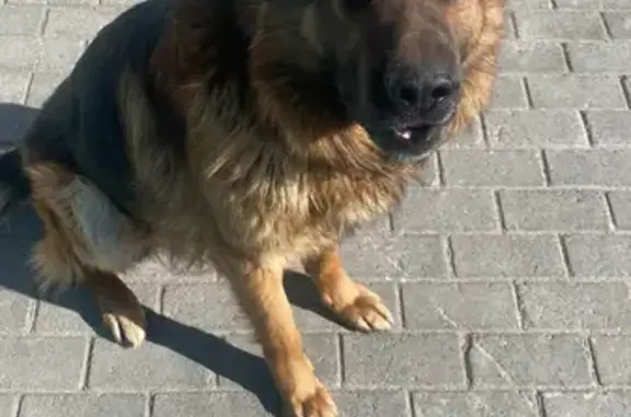 Пропала собака Лерой, вознаграждение, Казань, Центральная улица 26