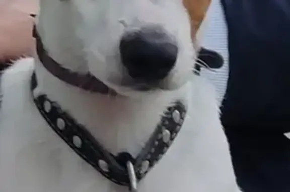 Пропала собака белого окраса в районе Яхт-клуба Адмирал