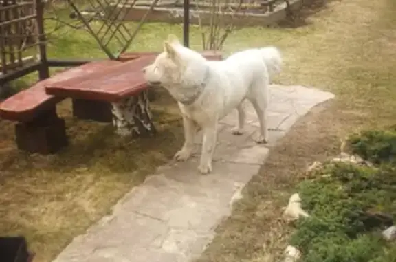 Собака похожа на Акиту ину, найдена в Агрогородке (46Н-02909)