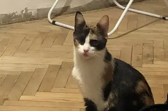 Найдена домашняя беременная кошка на улице Бабушкина