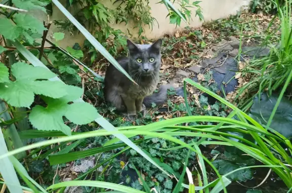 Пропала кошка Мейн-Кун в Бахчисарае, Горный переулок