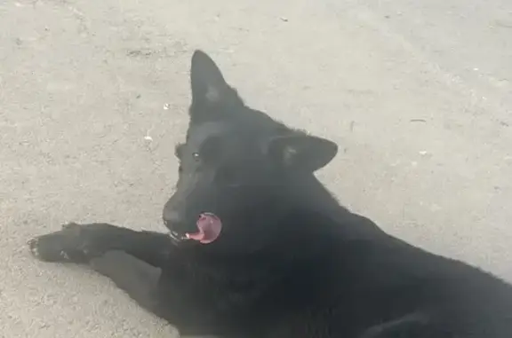 Найдена собака в Центральном Парке, ул. Рабочего Полка, Тула