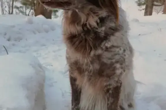 Пропала собака в Зоркальцево на Трактовой, 35