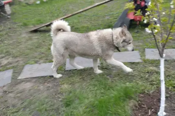 Пропала собака Хаски Альма на Советской улице