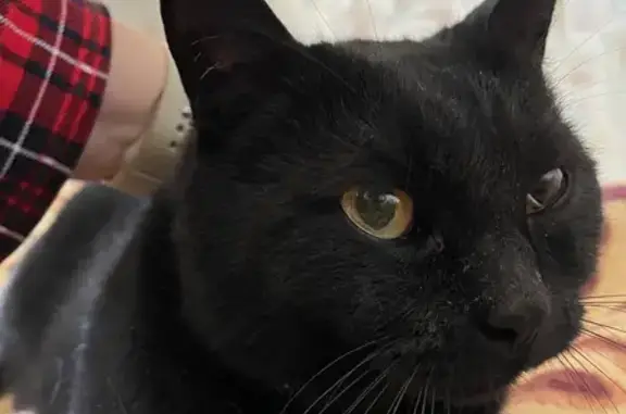 Пропала кошка с опухшим глазом: Оптический переулок, 16