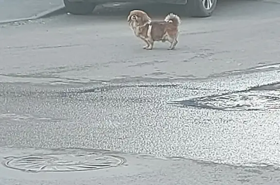 Найдена собака на пересечении улиц Московская/Чернышевского в Саратове