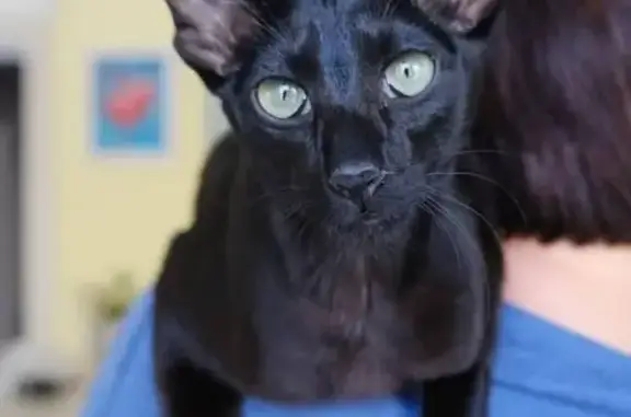 Пропала черная Ориентальная кошка в Московской обл.