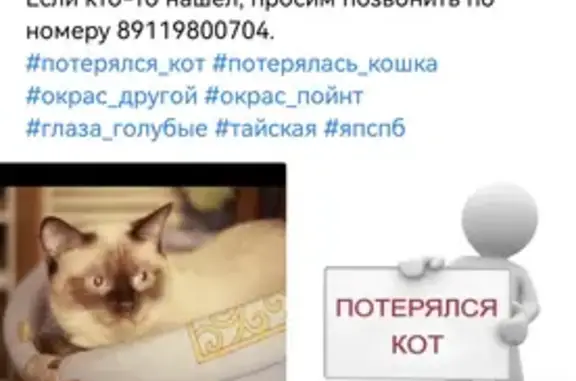 Пропали Тайский кот и кошка на набережной Чёрной речки в Санкт-Петербурге