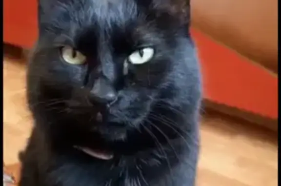 Кошки потеряшки, Санкт-Петербург, фото: Потеряшка кошка на Павловском шоссе, 32.