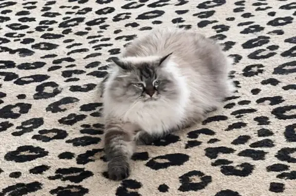 Кошки потеряшки, Киров, фото: Потеряшка кот, Степная улица, вознаграждение