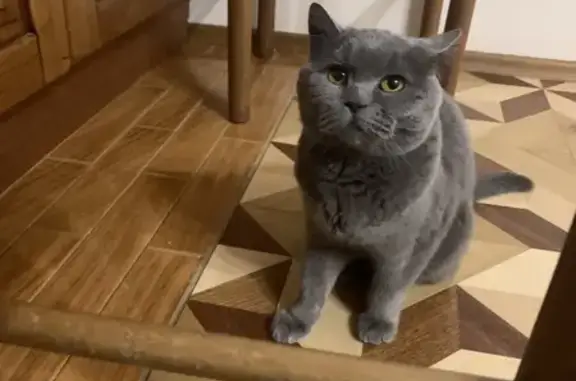 Найдена голубая британская кошка в Тропарево-Никулино