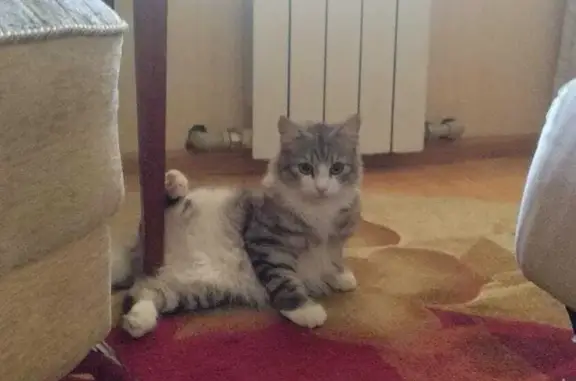 Пропала кошка Мурзик, адрес: ул. Гагарина, 121, Ессентуки