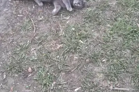 Найдена ласковая кошка на ул. Зои и Александра Космодемьянских, Москва
