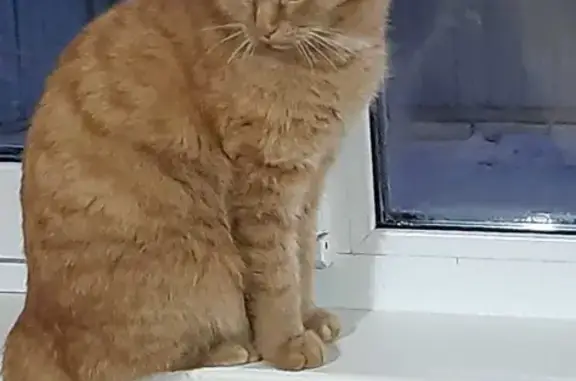 Потерянные животные Курган, фото: Пропала кошка Кот, рыжего окраса, с дачи в нтсн 