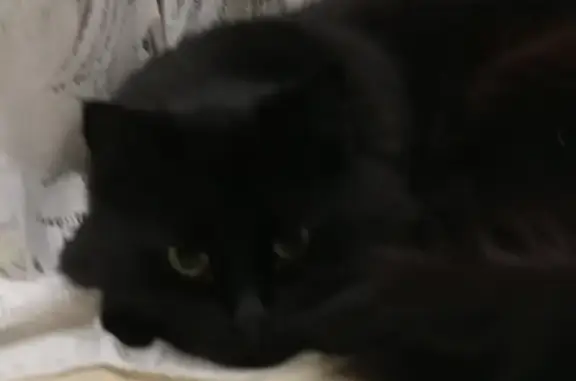 Пропала кошка Пушистый кот в Новомосковске