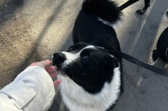 Найдена собака на Бухарестской улице, СПб