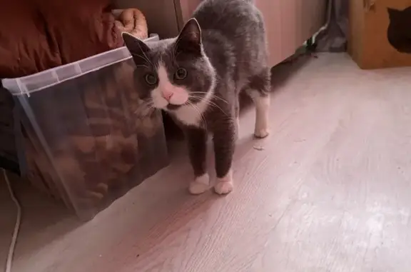 Найдена замерзшая кошка на Молодежной, Барнаул