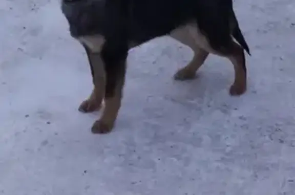 Пропала собака на Фабричном шоссе