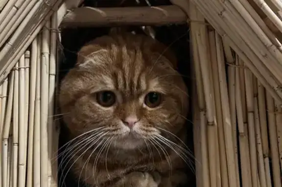 Пропала рыжая шотландская кошка в Жилёво, МО