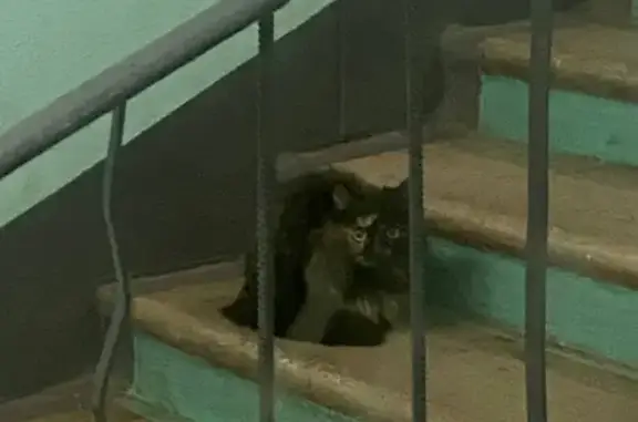 Найдена ласковая кошка на 4-м Новомихалковском проезде, Москва