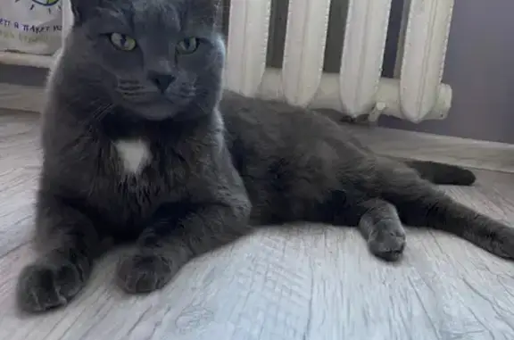 Пропала британская кошка Буся в Удмуртии