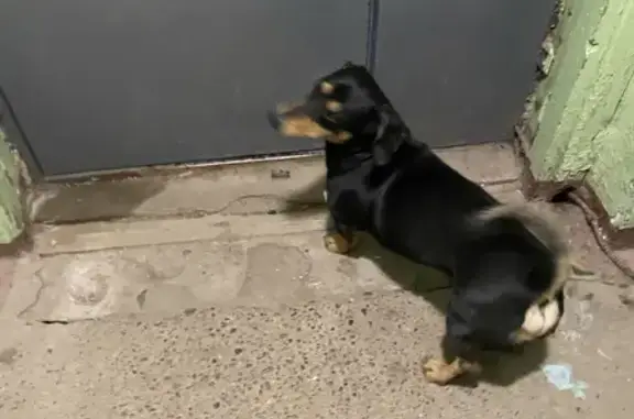 Найдена собака на ул. Гвардейцев, 11 в Нижнем Новгороде